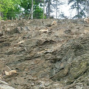 Himalayan Tahr at Prague, 24/05/10