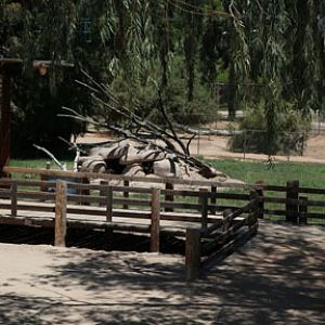 african wild dog exhibit
