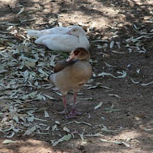2 colors egyptian geese