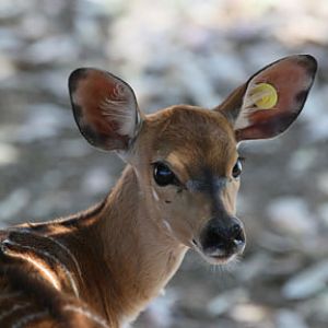 baby nyala
