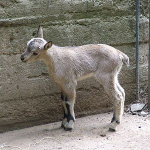 Young West Caucasian Tur at Prague, 24/05/10