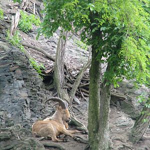 West Caucasian Tur at Prague, 24/05/10