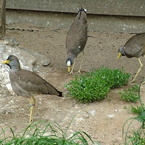Wattled Lapwings at Prague, 24/05/10