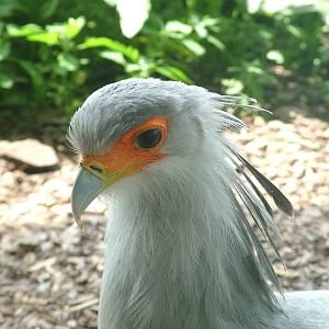 Secretary Bird at Prague, 24/05/10