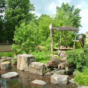 Asian Lion exhibit at Prague, 24/05/10