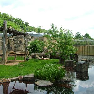 Asian Lion exhibit at Prague, 24/05/10