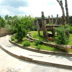 Malayan Tiger exhibit at Prague, 24/05/10