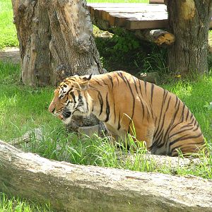Malayan Tiger at Prague, 24/05/10