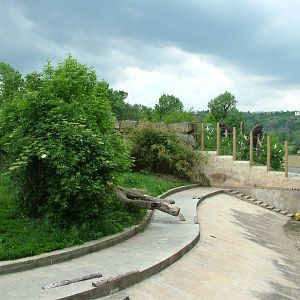 Sumatran Tiger exhibit at Prague, 24/05/10