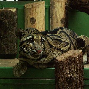 Indochinese Clouded Leopard at Prague, 24/05/10