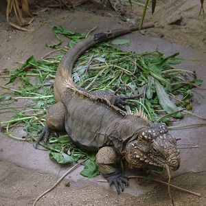 Cuban Iguana at Prague, 24/05/10