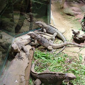 Cuban Iguanas at Prague, 24/05/10