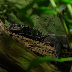 Black Tree Monitor at Prague, 24/05/10