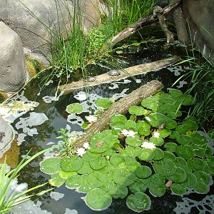 European pondlife exhibit at Prague, 24/05/10