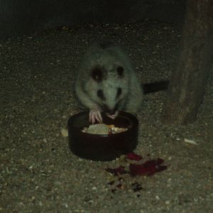 North Luzon Cloud Rat at Prague, 24/05/10