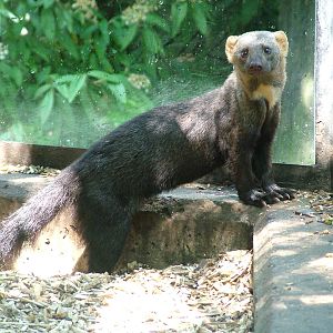 Tayra at Prague, 24/05/10