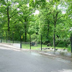 Bush Dog exhibit at Prague, 24/05/10