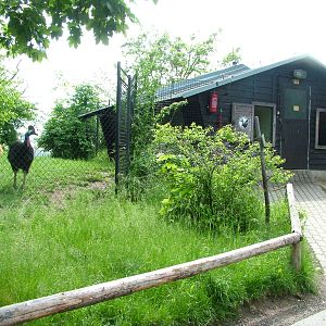 Cassowary exhibit at Prague, 24/05/10