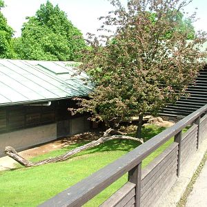 Muntjac exhibit at Prague, 24/05/10