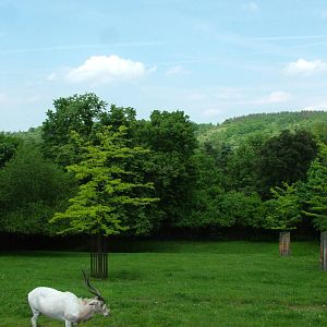 Addax paddock at Prague, 24/05/10