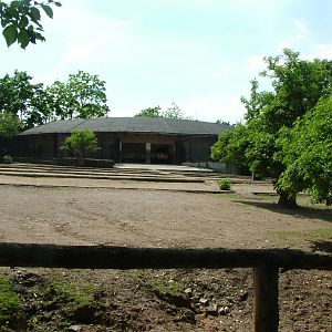 Prezwalski's Horse paddock at Prague, 24/05/10
