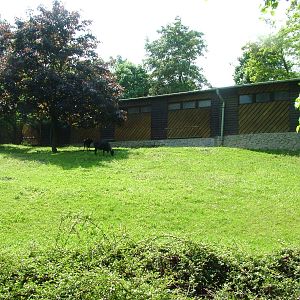 Lowland Anoa exhibit at Prague, 24/05/10