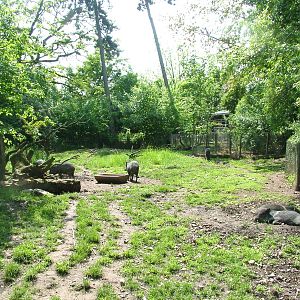 Collared Peccary exhibit at Prague, 24/05/10