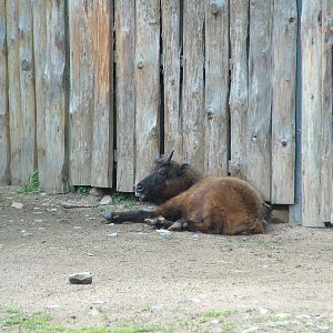 Takin calf at Prague, 24/05/10