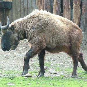 Mishmi Takin at Prague, 24/05/10