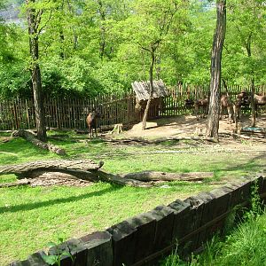 European Moose exhibit at Prague, 24/05/10