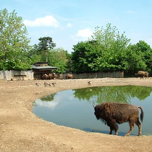 American Bison exhibit at Prague, 24/05/10