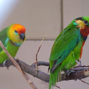 Fig Parrots at Prague, 24/05/10