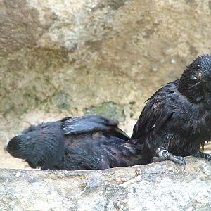 Black Lories at Prague, 24/05/10