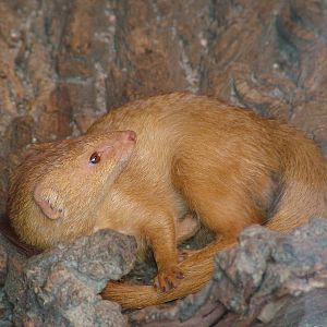 Slender Mongoose at Prague, 24/05/10