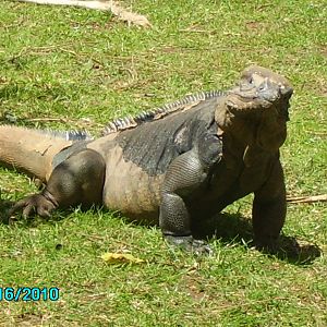 bristol zoo 27 may 2010 007