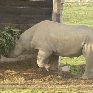 howlettes jan 24 2010 065