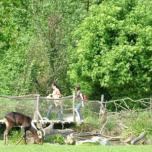 Nile Lechwe in the African Wetlands area at Prague, 24/05/10