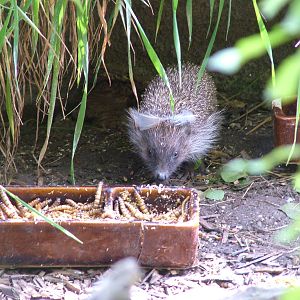 West European Hedgehog at Prague, 24/05/10