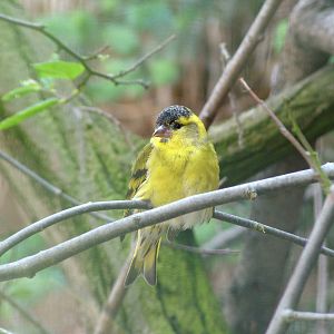 Siskin at Prague, 24/05/10