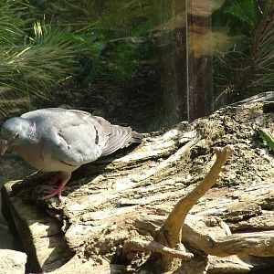 Stock Dove and Sand Lizard at Prague, 24/05/10