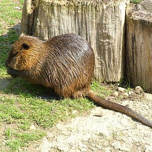 Coypu at Prague, 24/05/10