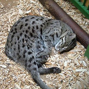 Sleepy Fishing Cat at Prague, 24/05/10