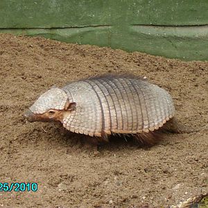 exmoor zoo 25-4-10 036