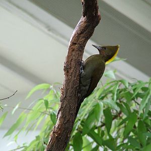Greater Yellownape at Prague, 24/05/10