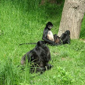 Mexican Spider Monkeys at Prague, 24/05/10