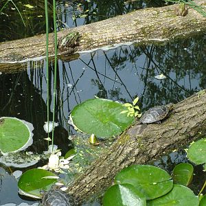 European pondlife exhibit at Prague, 24/05/10
