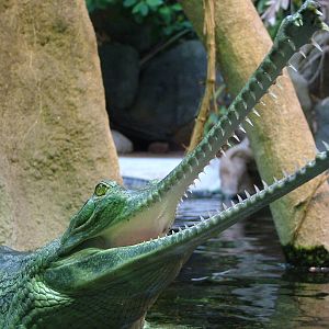 Indian Gharial at Prague, 24/05/10