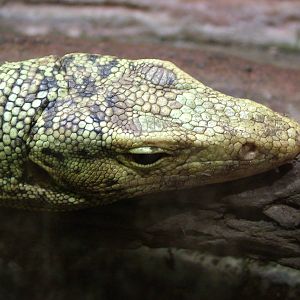 Quince Monitor at Prague, 24/05/10