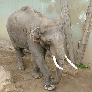 Asian Elephant bull at Prague, 24/05/10