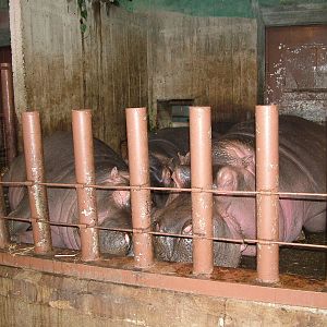Heap of Hippos at Prague, 24/05/10